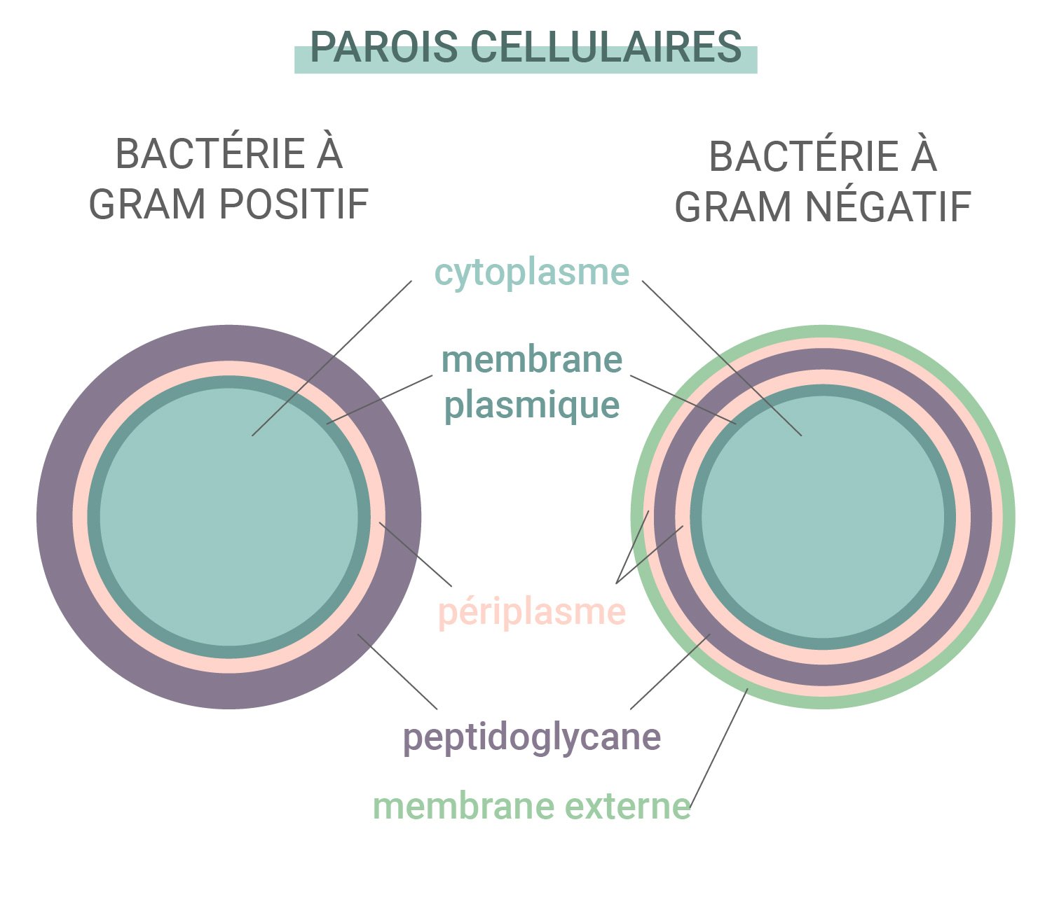 Bactéries Gram positif vs Gram négatif