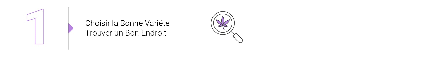 Les Bases de la Culture de Cannabis en Extérieur (Partie 4)