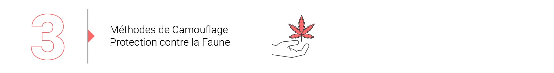Les Bases de la Culture de Cannabis en Extérieur (Partie 4)