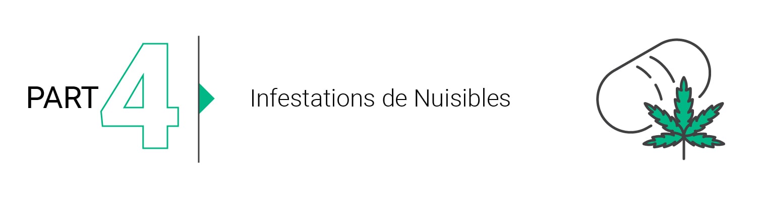 Les Bases de la Culture en Extérieur (1ère Partie)