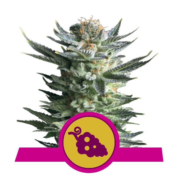 Acheter Feminized Fruit Spirit Cannabis Acheter Feminized Fruit Spirit Cannabis