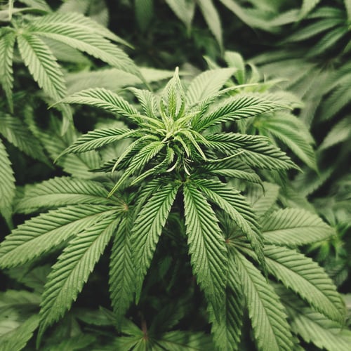 Gros plan d'une jeune plante de cannabis lors de sa première semaine de floraison, montrant de petits bourgeons floraux en formation parmi des feuilles vertes vibrantes