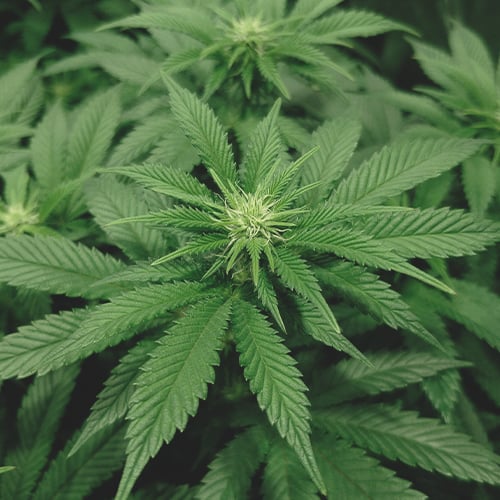 Plan rapproché d'une plante de cannabis en deuxième semaine de floraison, montrant les premiers bourgeons.