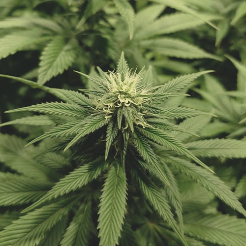 Plante de cannabis en semaine 3 de floraison avec bourgeons en croissance et développement des trichomes.