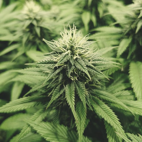 Quatrième semaine de la phase de floraison d'une plante de cannabis, caractérisée par la croissance rapide et l'épaississement des bourgeons.