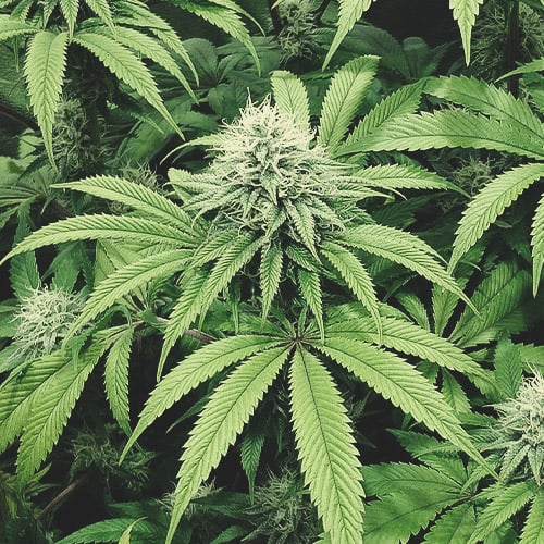 Cannabis à la cinquième semaine de la phase de floraison, montrant une augmentation significative de la taille des buds et la maturation des trichomes.