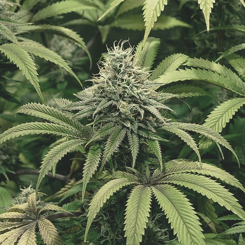 Semaine six de la phase de floraison d'une plante de cannabis, caractérisée par un gonflement important des bourgeons et la maturation des trichomes.