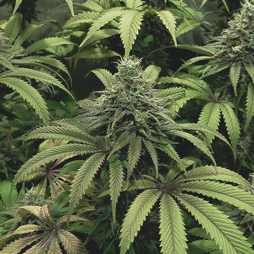Septième semaine de la phase de floraison d'une plante de cannabis, caractérisée par un gonflement important des bourgeons et la maturation des trichomes.