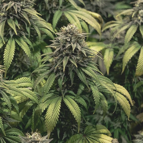 Plante de cannabis avec de gros bourgeons denses à la huitième semaine de floraison, montrant des signes de maturation des trichomes.