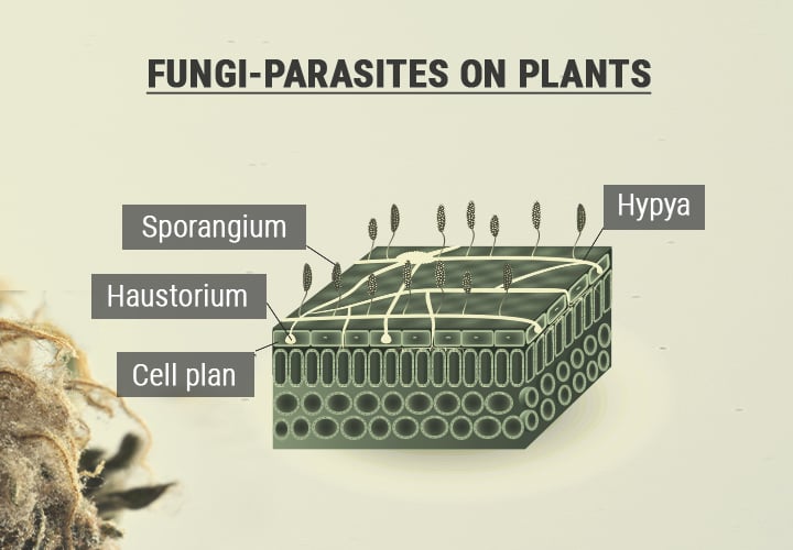 Illustration montrant la relation parasitaire entre une plante et une moisissure, avec un focus sur les structures fongiques responsables de l'infection, telles que les hyphes et les sporanges.