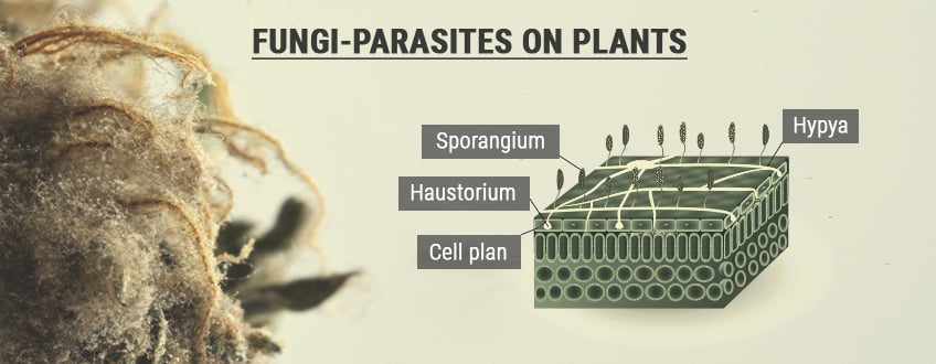 Illustration montrant la relation parasitaire entre une plante et une moisissure, avec un focus sur les structures fongiques responsables de l'infection, telles que les hyphes et les sporanges.