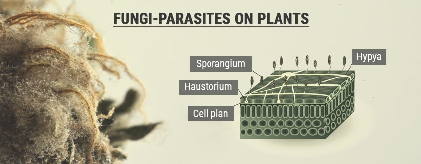 Spores Et Reproduction