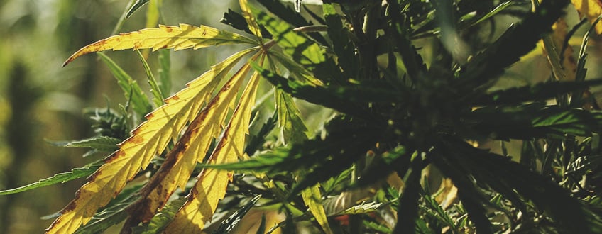 Feuilles de cannabis jaunissantes et endommagées par les mouches du terreau, dont les larves attaquent les racines, affaiblissant la plante.