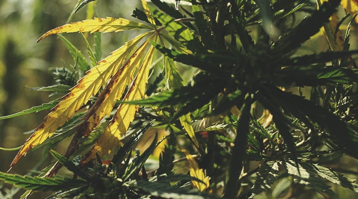 Feuilles de cannabis jaunissantes et endommagées par les mouches du terreau, dont les larves attaquent les racines, affaiblissant la plante.