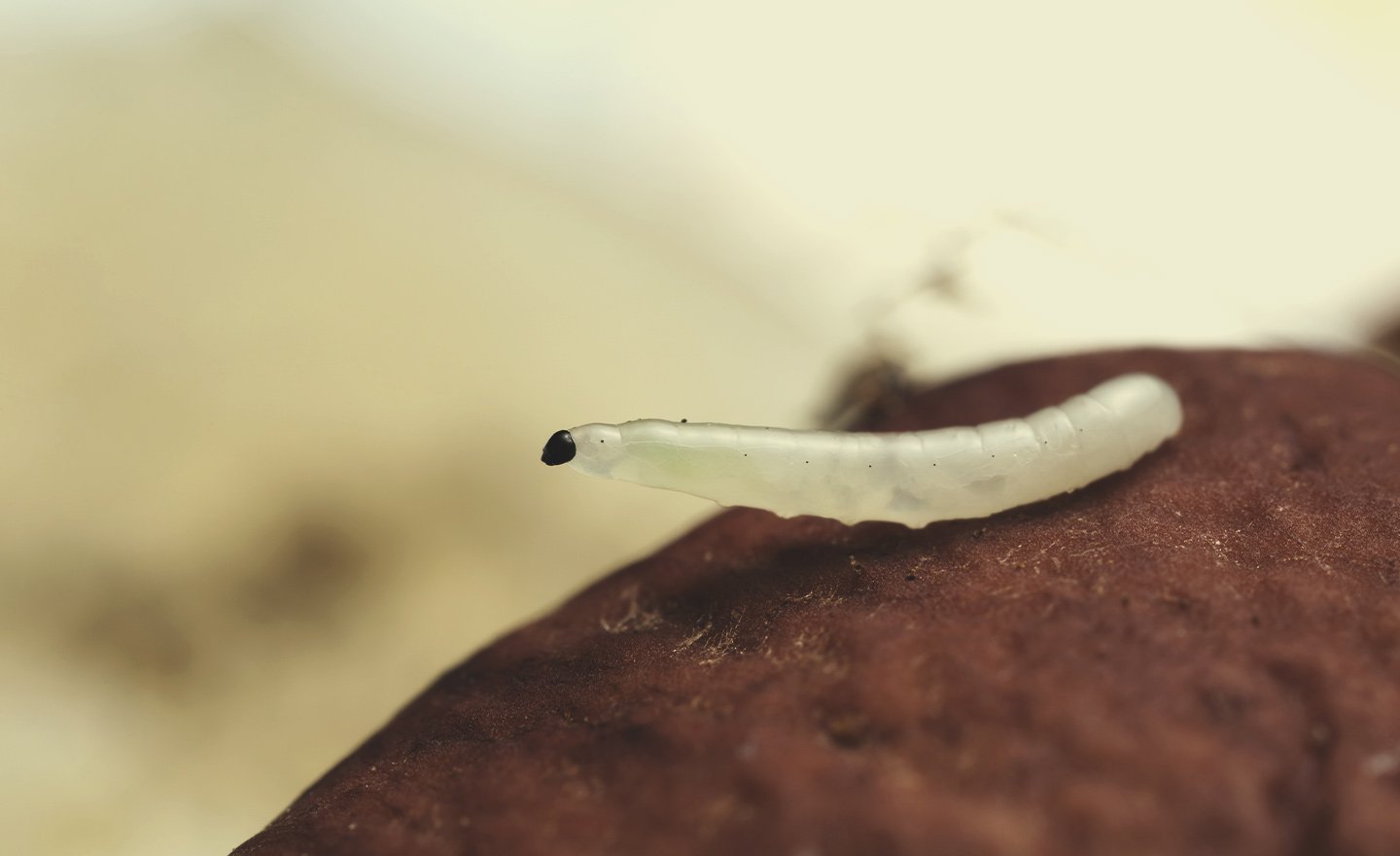 Reconnaître et éliminer le moucheron ou mouche du terreau