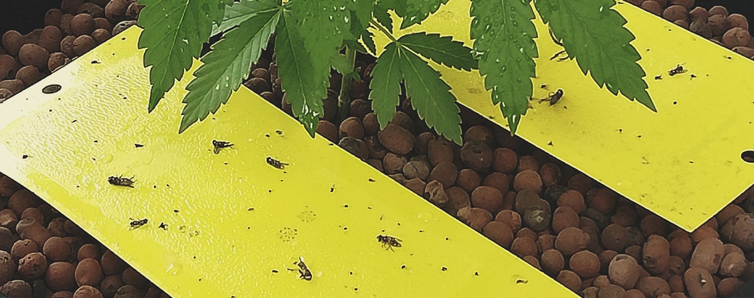 Comment éliminer les mouches du terreau des plants de cannabis
