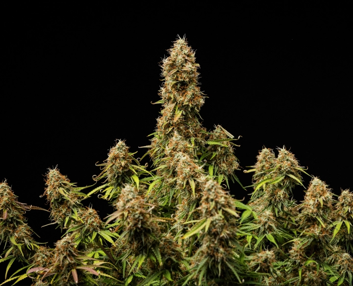 Résultat final de Gaia F1 Fleurs denses et givrées avec une structure entièrement mature à la fin du cycle