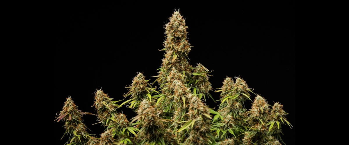 Résultat final de Gaia F1 Fleurs denses et givrées avec une structure entièrement mature à la fin du cycle