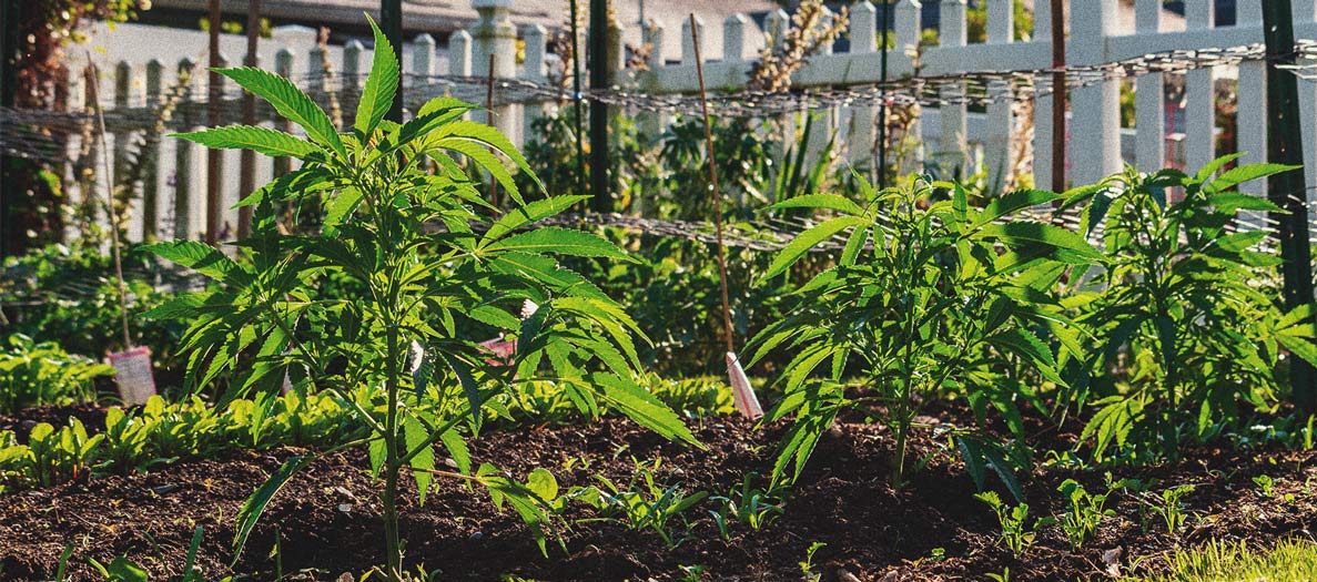 Comment cultiver du cannabis en intérieur sans lampe Comment cultiver du cannabis en intérieur sans lampe
