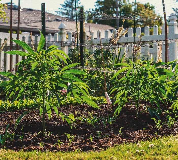 Comment cultiver du cannabis en intérieur sans lampe Comment cultiver du cannabis en intérieur sans lampe