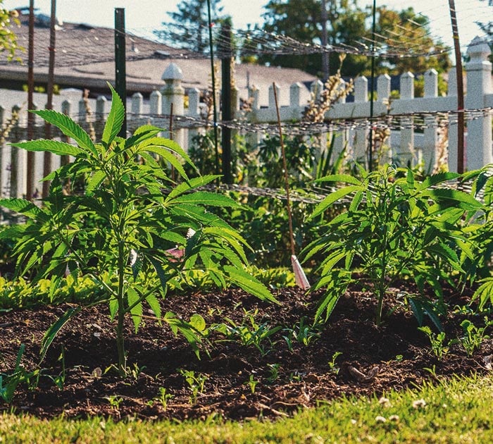 Comment cultiver du cannabis en intérieur sans lampe