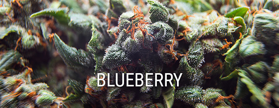 Bleberry