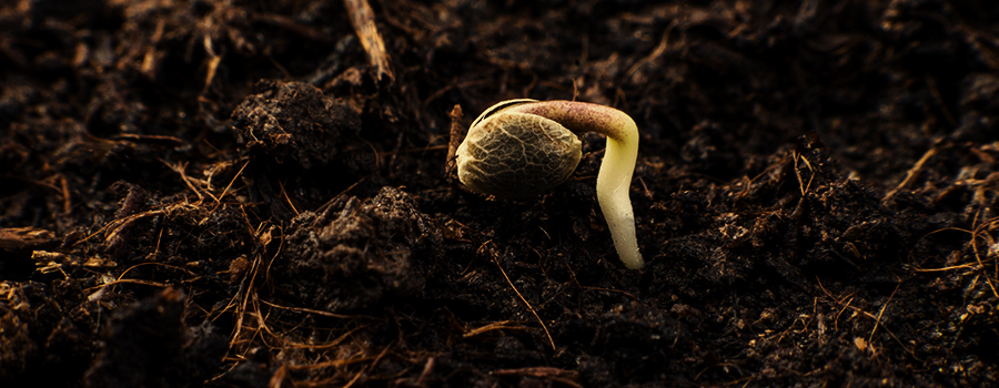 ÉTAPE 1 : GERMINATION — 1 À 7 JOURS ÉTAPE 1 : GERMINATION — 1 À 7 JOURS