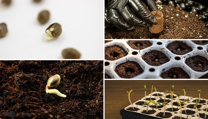 Comprendre le processus de germination des graines