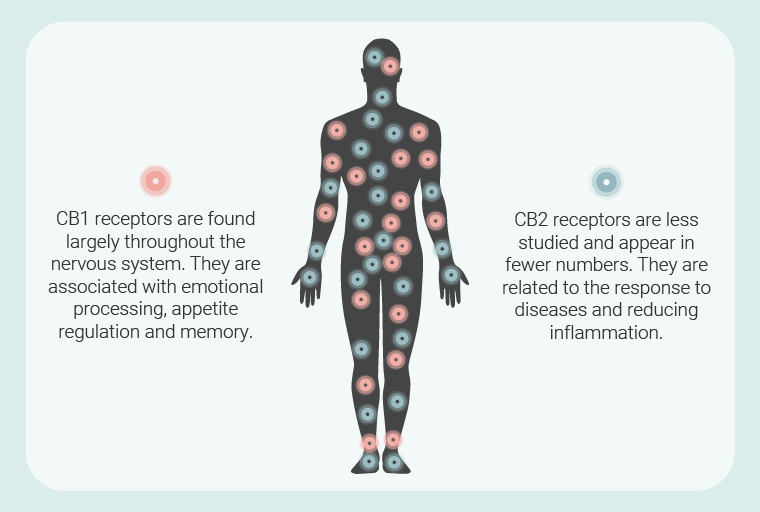 Endocannabinoid Receptors Endocannabinoid Receptors