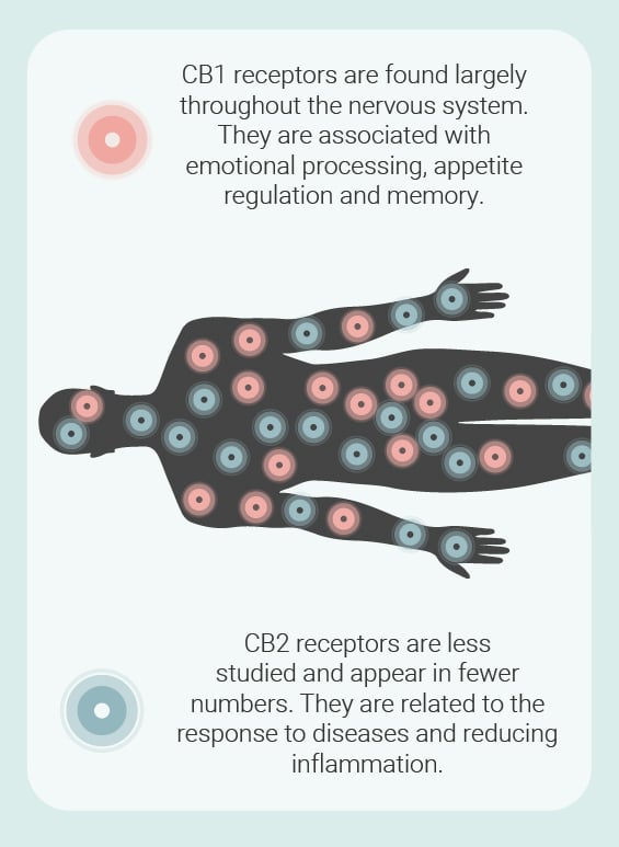Endocannabinoid Receptors Endocannabinoid Receptors
