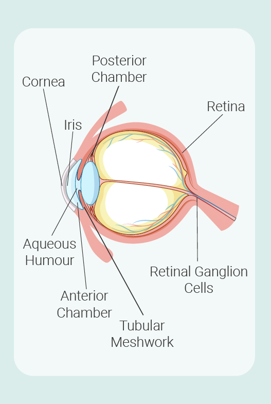 Parts of the eye Parts of the eye