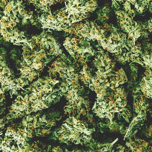 How To Detect A Moldy Weed When You’re Buying How To Detect A Moldy Weed When You’re Buying