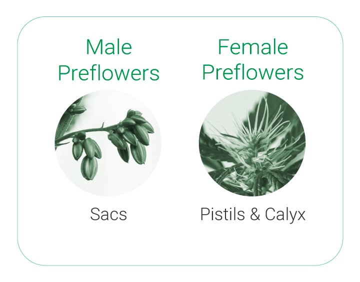 Preflowers