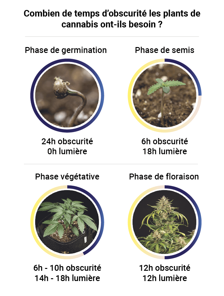 Darkness in cannabis plants