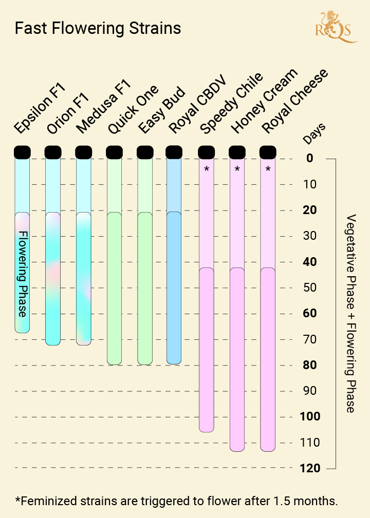 Les variétés de cannabis à floraison la plus rapide