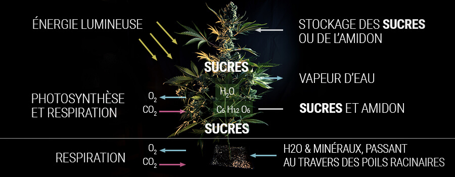 Comment une plante de cannabis produit du sucre