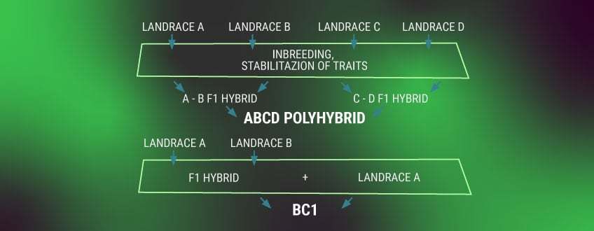 Understanding Cannabis Genetics Terminology Understanding Cannabis Genetics Terminology