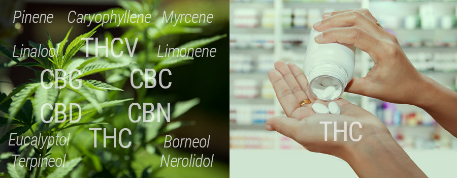 Comparaison THC contre THC synthétique