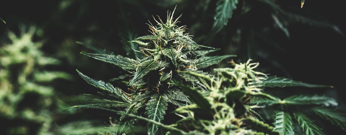 Quelles sont les couleurs que le cannabis est capable d’exhiber ? Quelles sont les couleurs que le cannabis est capable d’exhiber ?