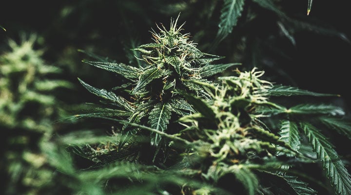 Quelles sont les couleurs que le cannabis est capable d’exhiber ? Quelles sont les couleurs que le cannabis est capable d’exhiber ?