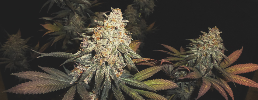 Green Crack Punch Green Crack Punch