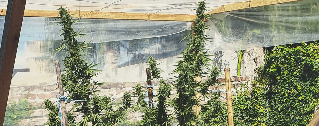 Top 10 High-Yielding Outdoor Cannabis Strains