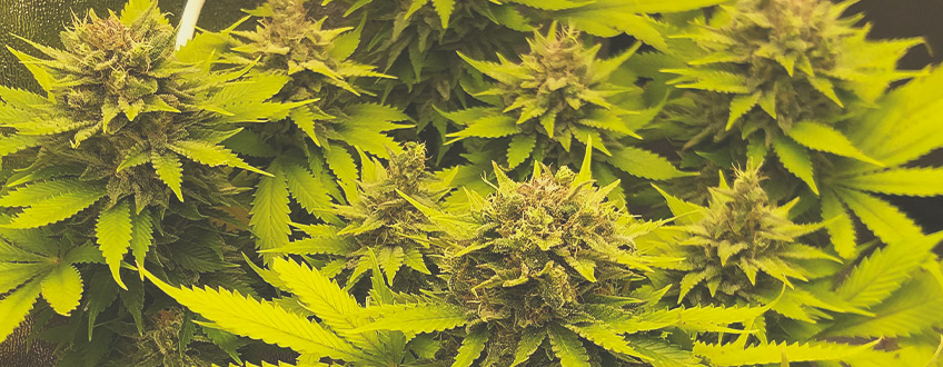 Green Gelato Green Gelato