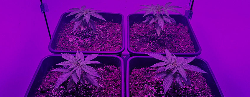 Les 7 Étapes Faciles De La Culture Du Cannabis - Royal Queen Seeds