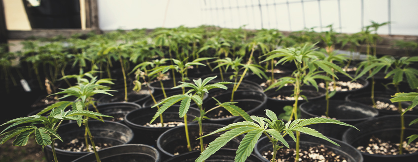 DÉPLACEZ GRADUELLEMENT LES PLANTULES DANS LA SERRE DÉPLACEZ GRADUELLEMENT LES PLANTULES DANS LA SERRE