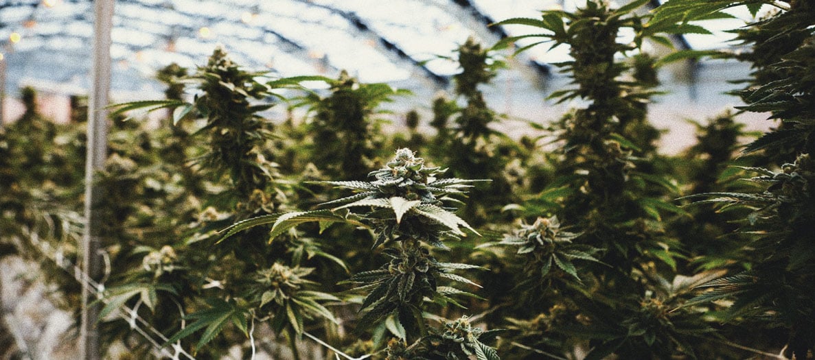 Comment cultiver du cannabis en intérieur sans lampe Comment cultiver du cannabis en intérieur sans lampe