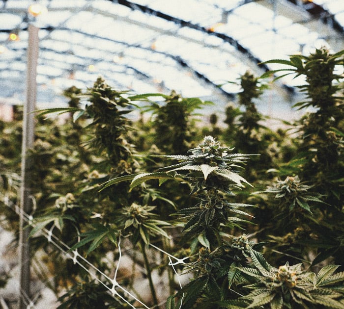 Comment cultiver du cannabis en intérieur sans lampe Comment cultiver du cannabis en intérieur sans lampe