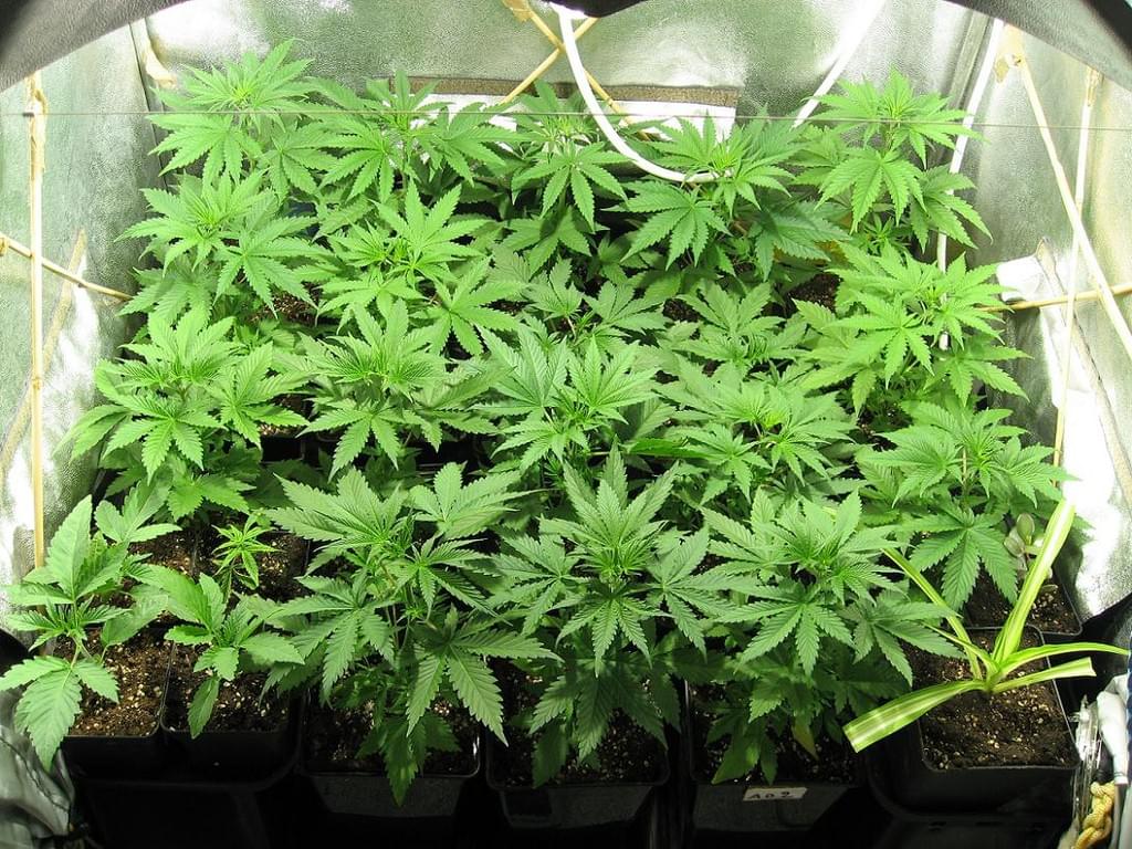 Marijuana intérieure Marijuana intérieure