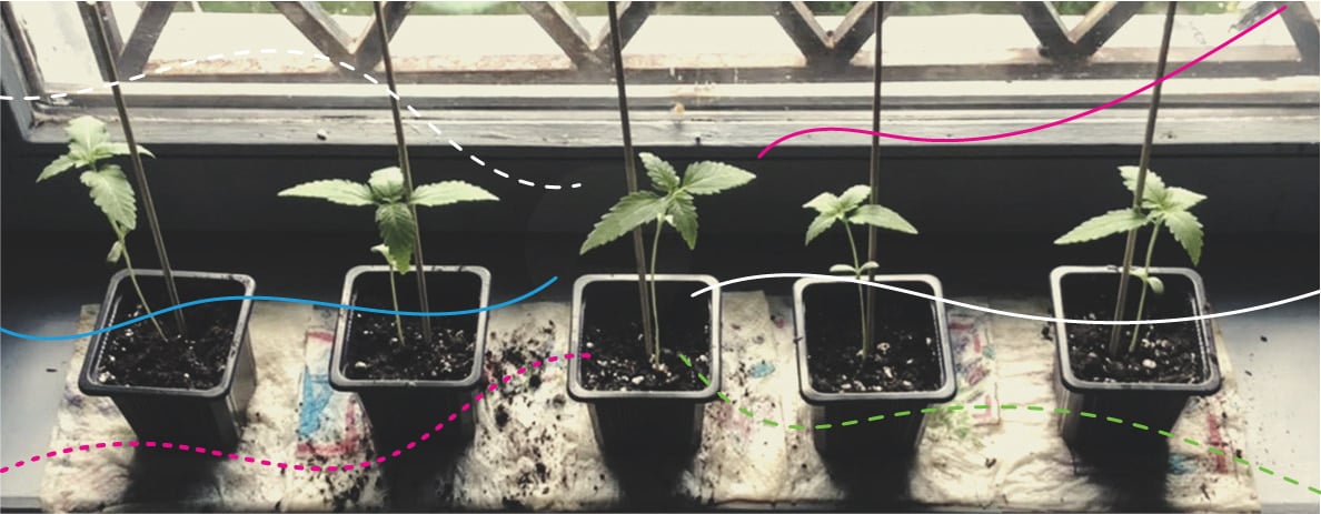 Utiliser des engrais RQS en extérieur : Royal Gorilla