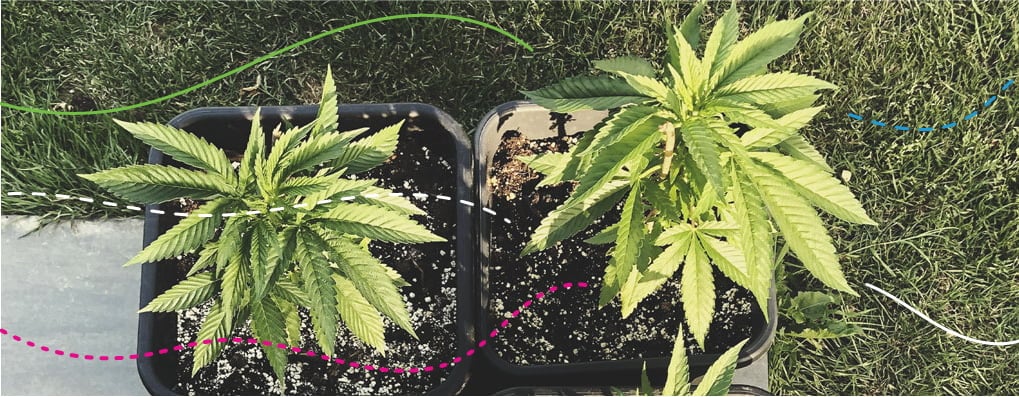 Utiliser des engrais RQS en extérieur : Royal Gorilla